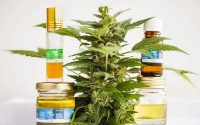 Bulk THCA Dabs and Terpenes: Unveiling the Entourage Effect for Enhanced Benefits